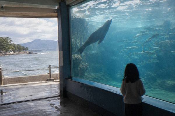 Miyajima Aquarium Entry, Miyajima