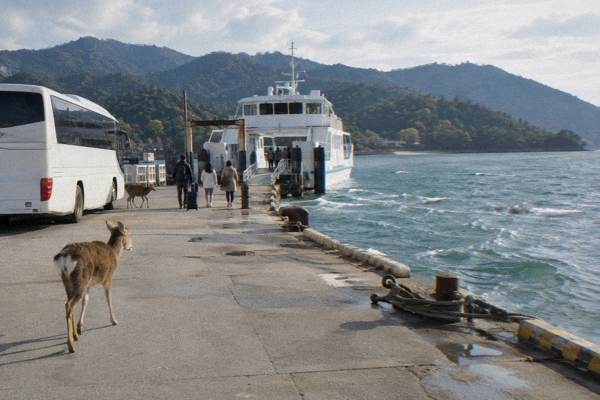 Visitors walk the long wooden corridors of Itsukushima Shrine with water rippling below.
