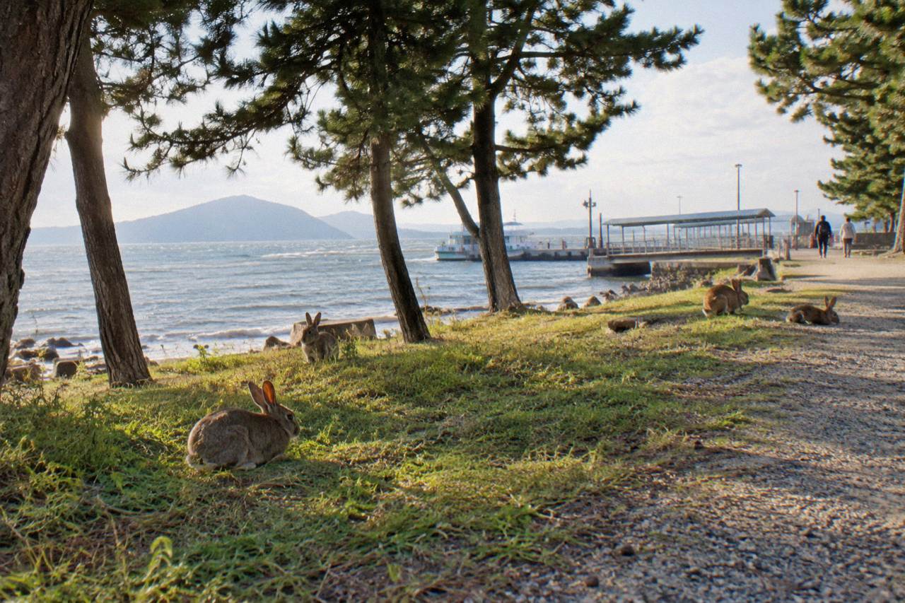 Wild rabbits resting on a grassy path on Okunoshima island