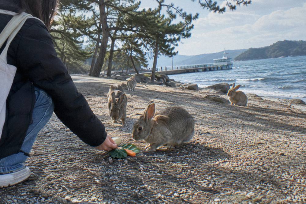 A visitor placing vegetables on the ground while rabbits approach on Okunoshima