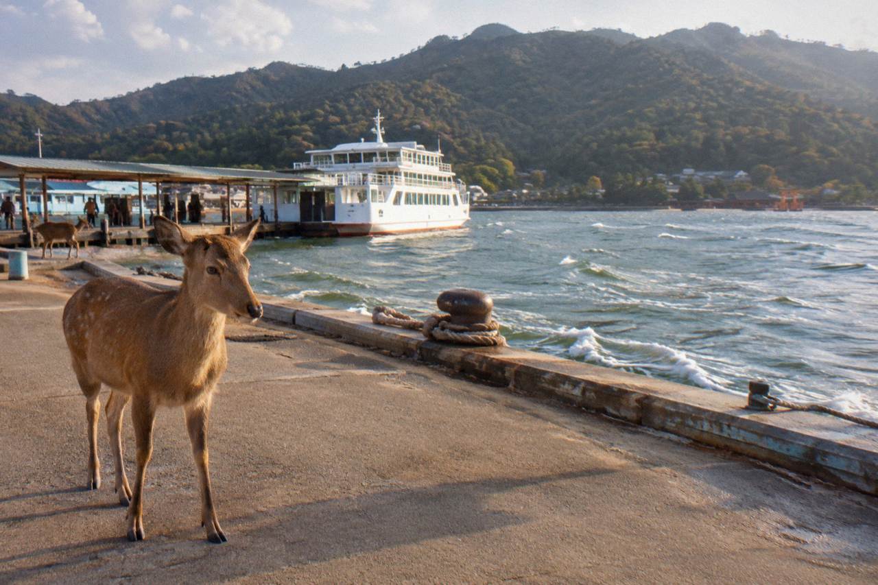 A wild deer standing on a paved street on Miyajima island near the ferry pier