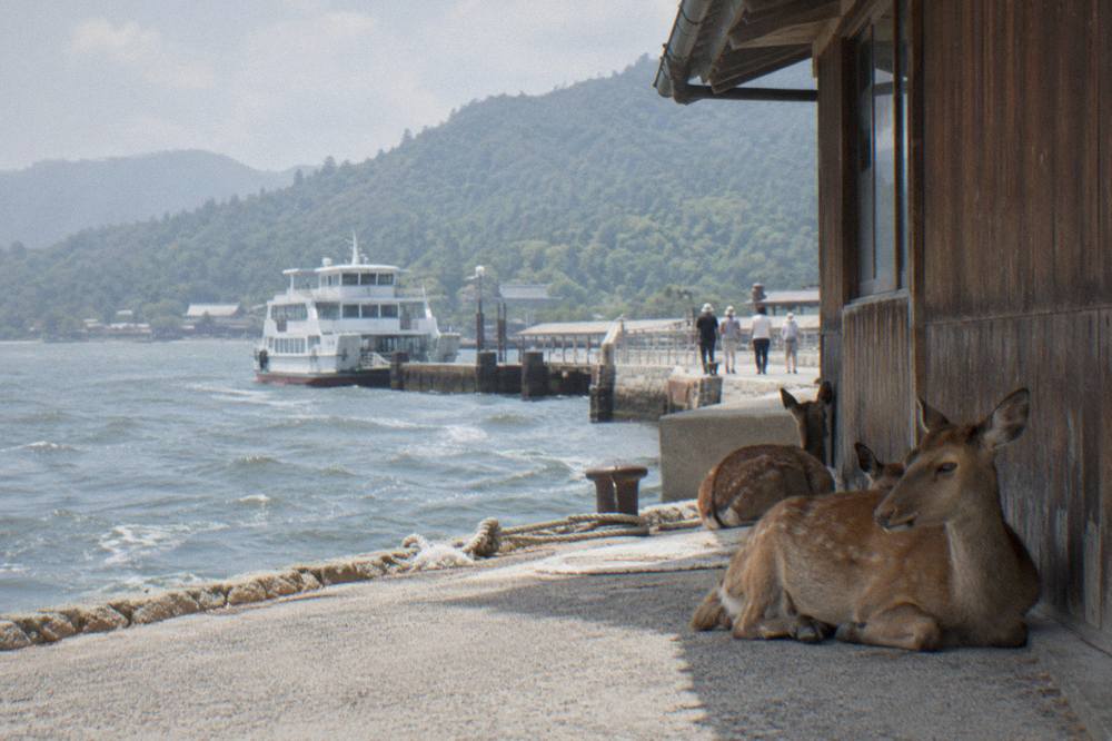 Deer resting in the shade beside a wooden building on Miyajima