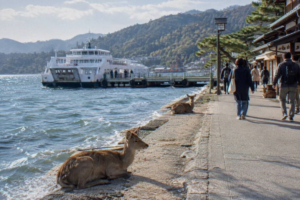 Visitors walking along the waterfront street on Miyajima with deer resting near the shopfronts