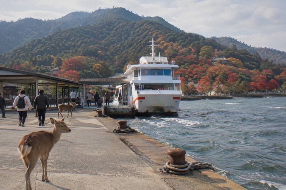 Maple trees in Momijidani Park on Miyajima with the forested slope of Mount Misen behind them