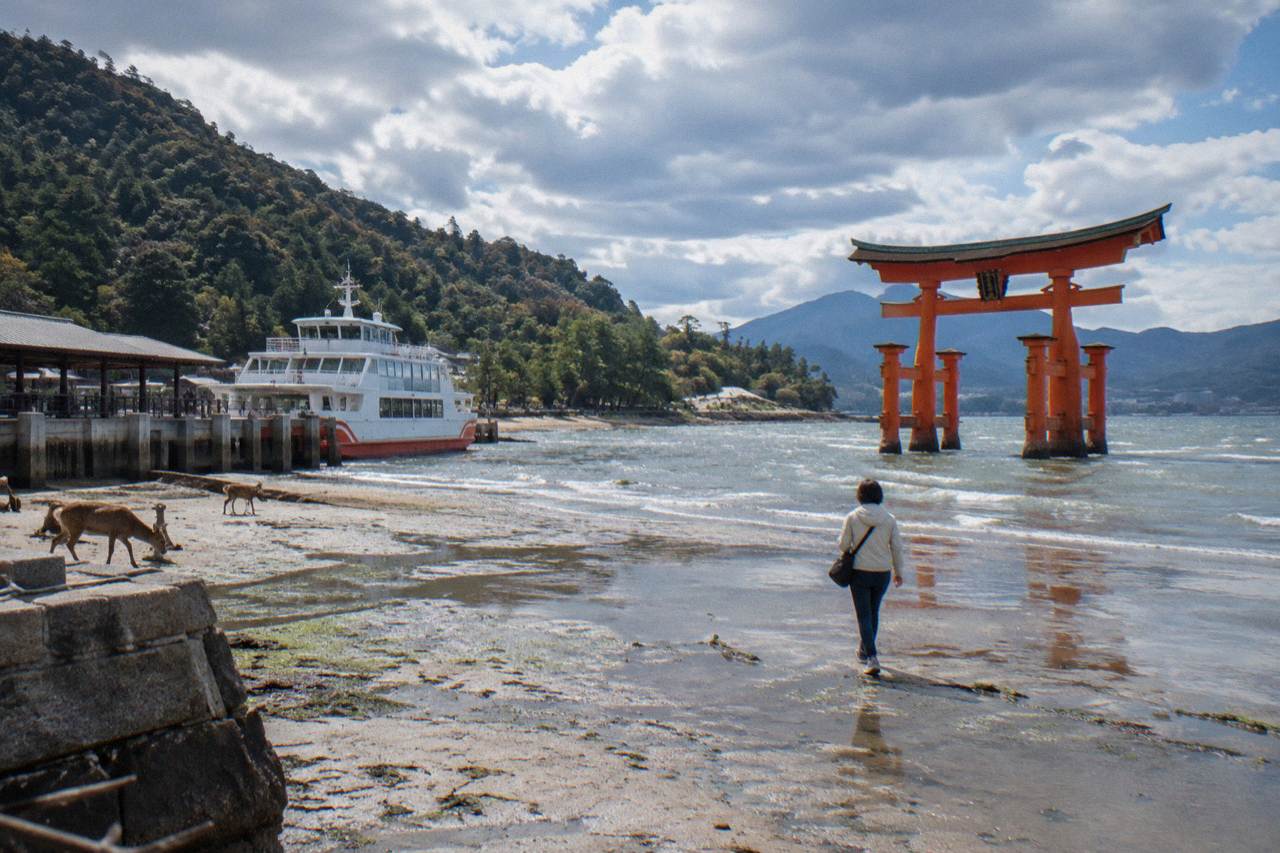 A visitor in walking shoes and a light jacket crossing the tidal flats toward a large red wooden torii gate standing in shallow water.