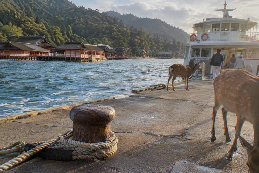 Vermilion shrine corridors built on wooden piles in the shallows along the shore of Miyajima