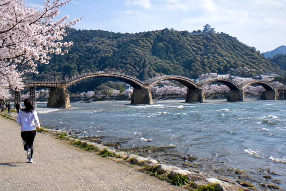 Cherry trees in bloom along the bank of the Nishiki River near the wooden bridge