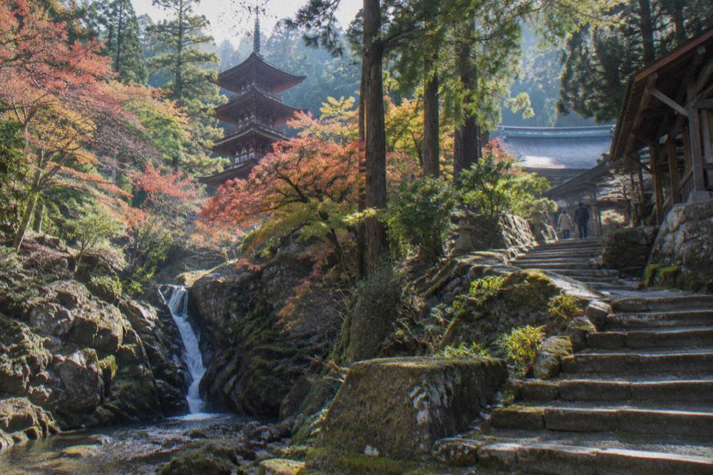 Stone steps climbing through mossy forest toward temple buildings