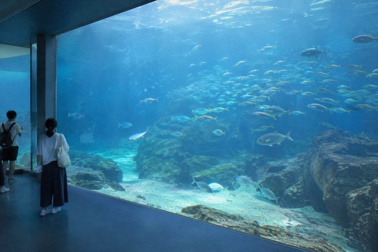 A large indoor aquarium tank lit in blue with schools of fish swimming over a rocky sea floor