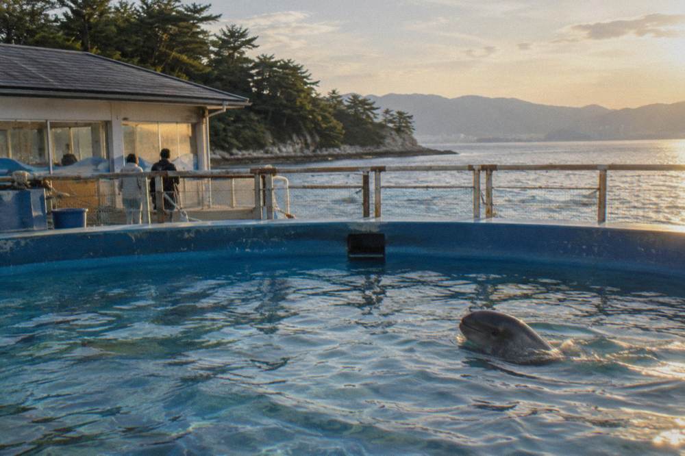 A small finless porpoise surfacing in a wide blue pool seen from a viewing deck