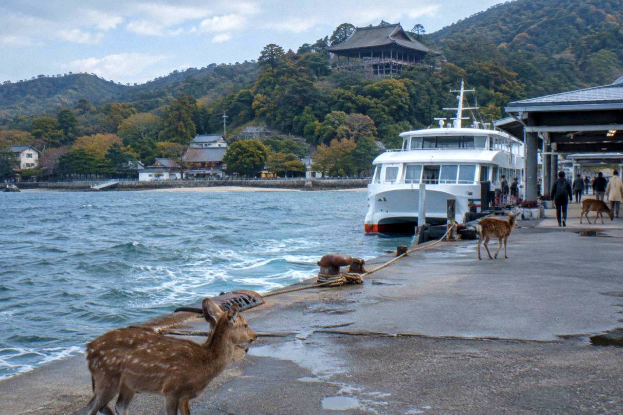 A large wooden hall with open sides standing on a wooded hill above Miyajima island
