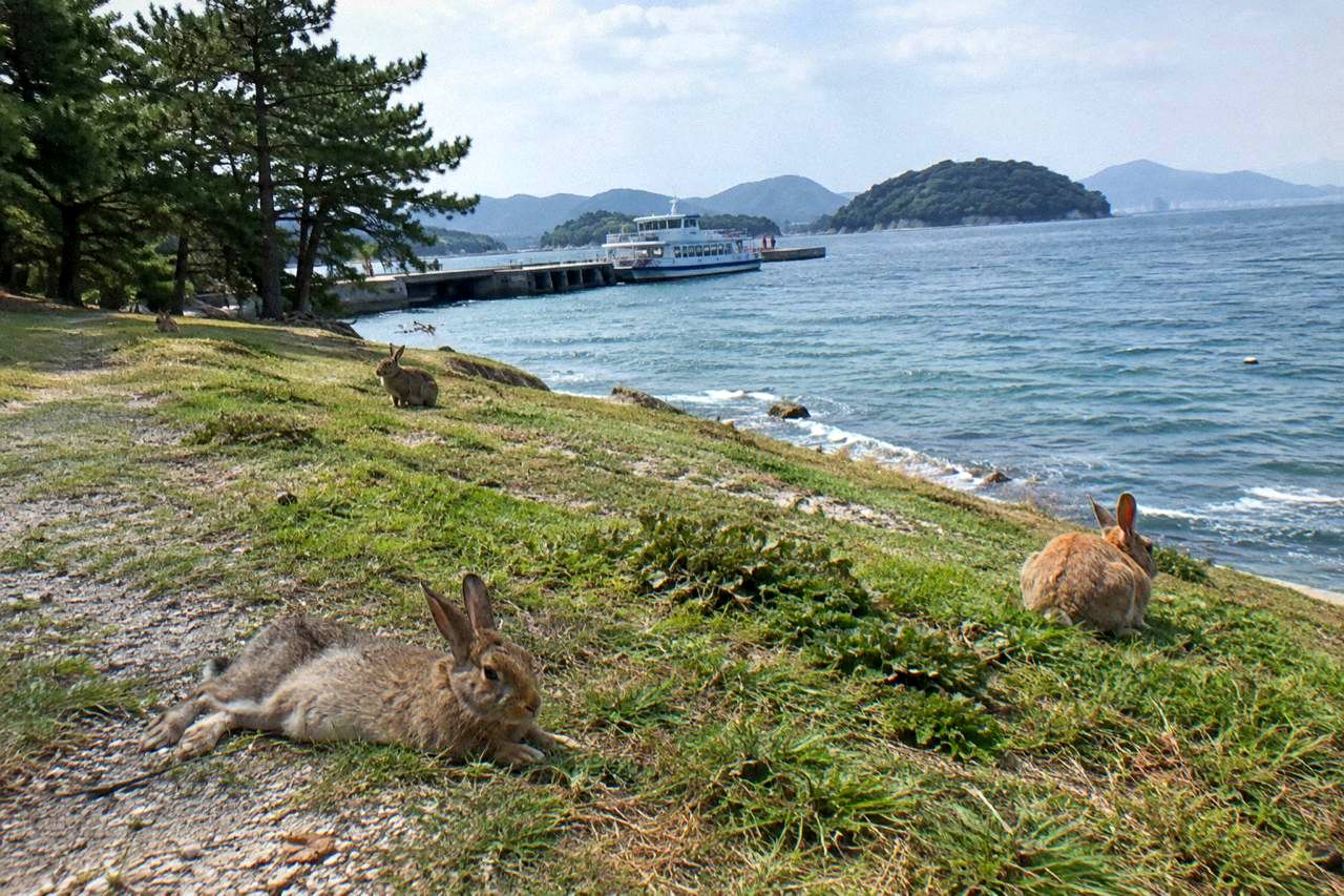 Wild rabbits resting on a grassy path beside the sea on Okunoshima island
