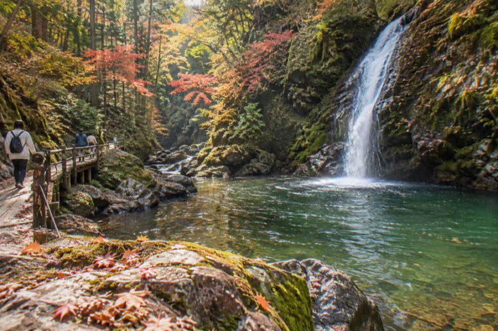 A waterfall dropping down a mossy rock face into a green pool inside a forested gorge