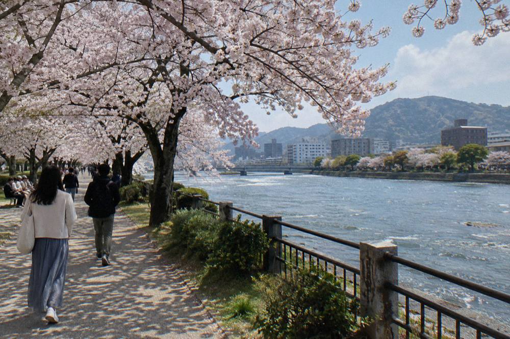 Dense pink cherry blossom canopy above a path in a Hiroshima park with people strolling below