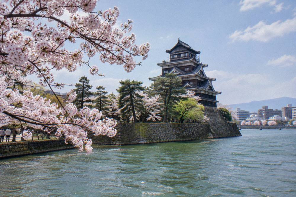 Close view of Someiyoshino cherry blossoms against a soft spring sky