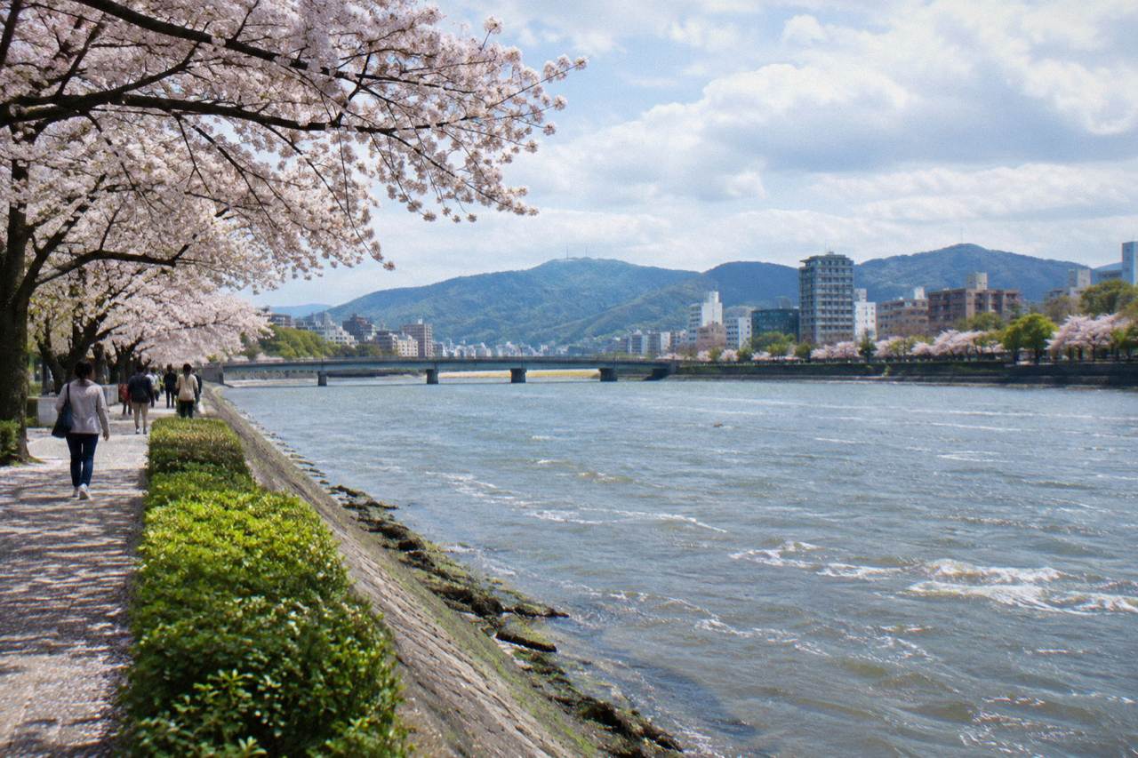Cherry trees in bloom along a riverbank path in central Hiroshima