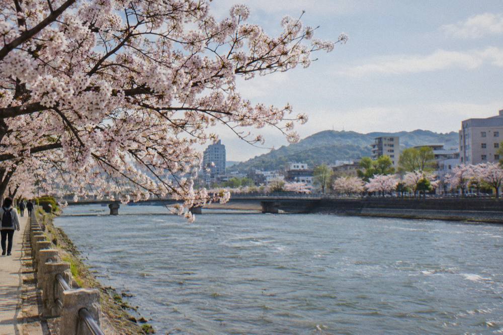 Close view of pale pink cherry blossom clusters against a soft sky