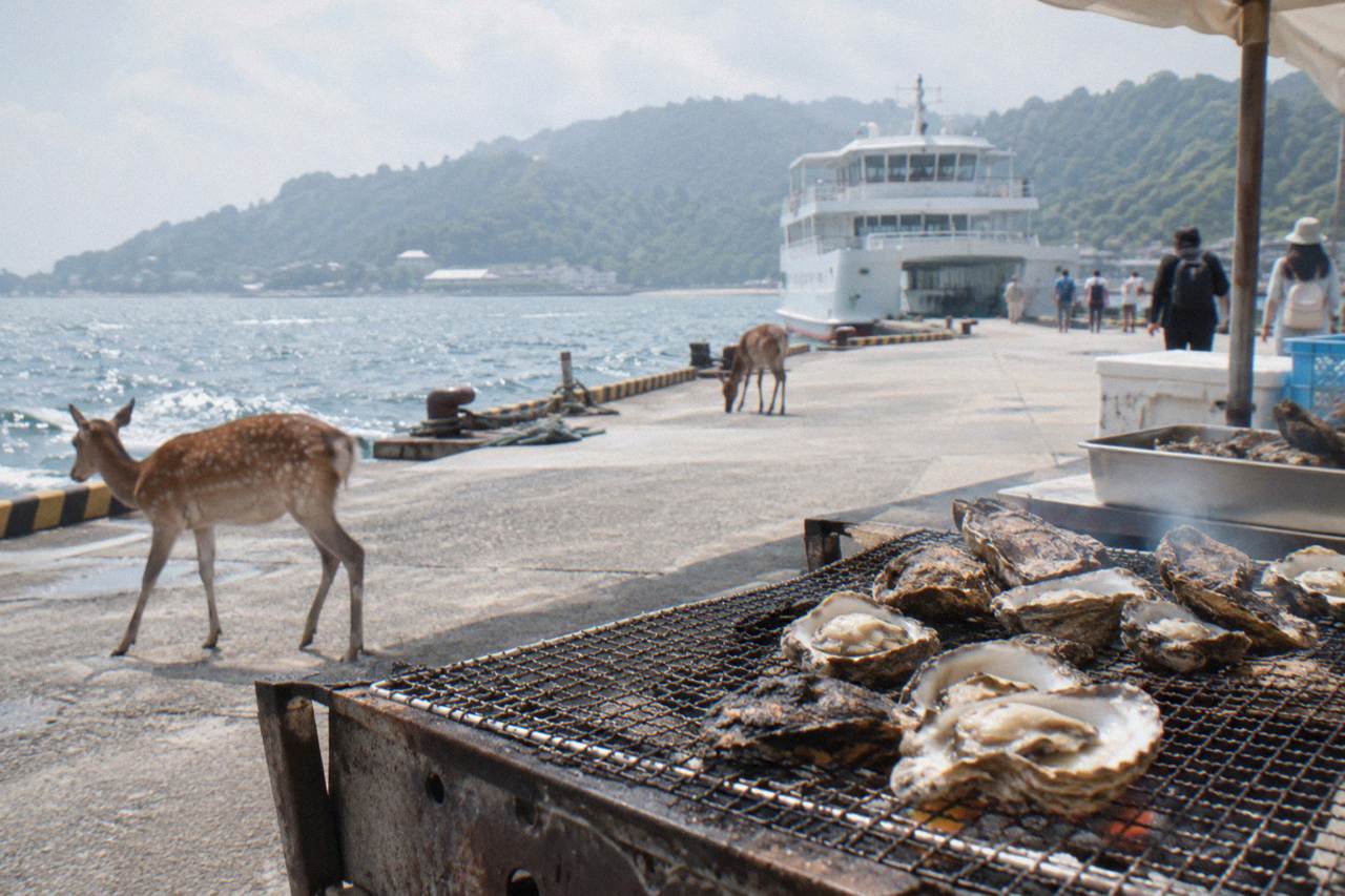 Grilled oysters cooking on a mesh grill at an outdoor stall on Miyajima island