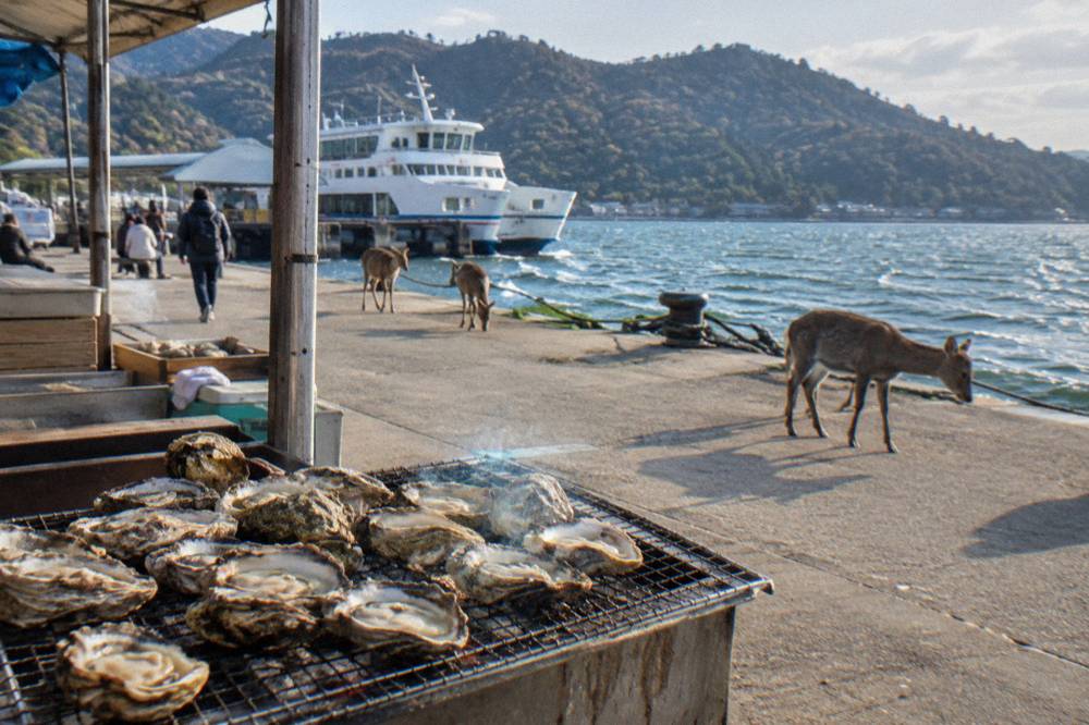 Fresh Hiroshima oysters grilling in their shells at an outdoor stall on Miyajima