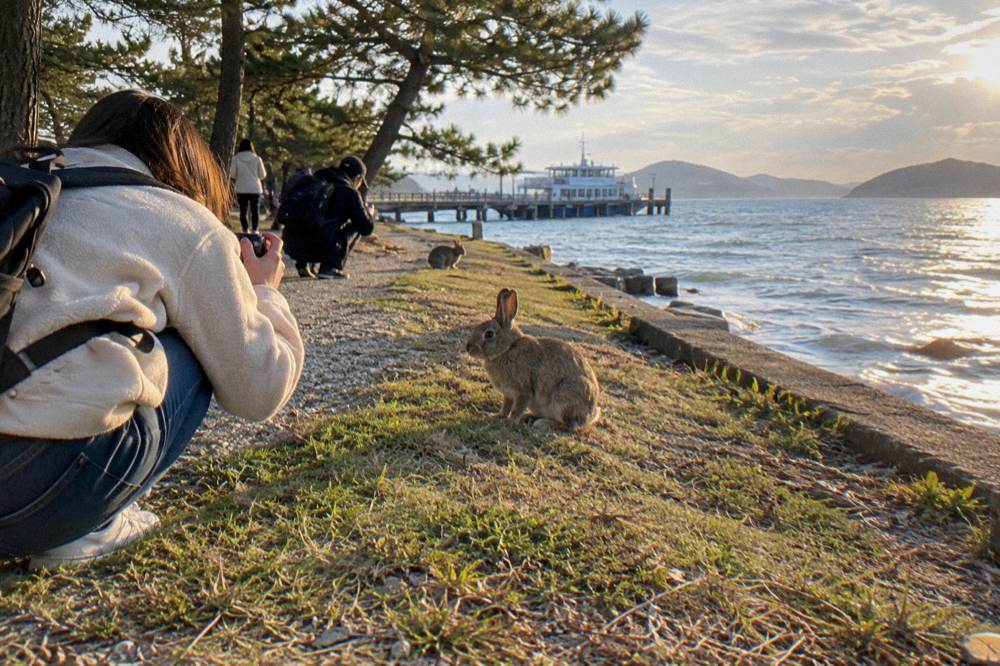 A rabbit sits on a grassy path while visitors crouch nearby with cameras in hand.