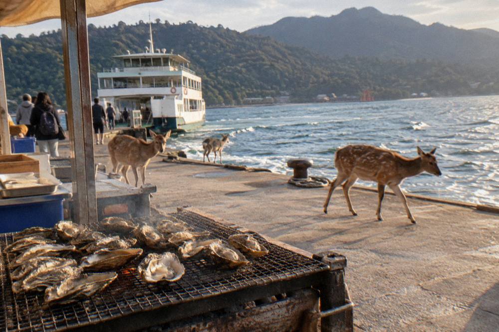 Grilled oysters sizzle on a charcoal grate at a waterfront stall on Miyajima island